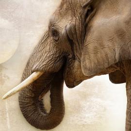 The CITES Meeting: A Closer Look